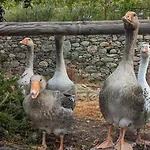 Alloggio per agriturismo Peq Agri-resort Tovo Tovo San Giacomo