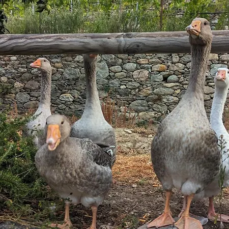 Feriegård Peq Agri-resort Tovo Tovo San Giacomo