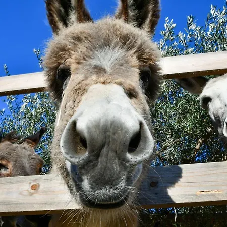 Bauernhof Peq Agri-resort Tovo Tovo San Giacomo