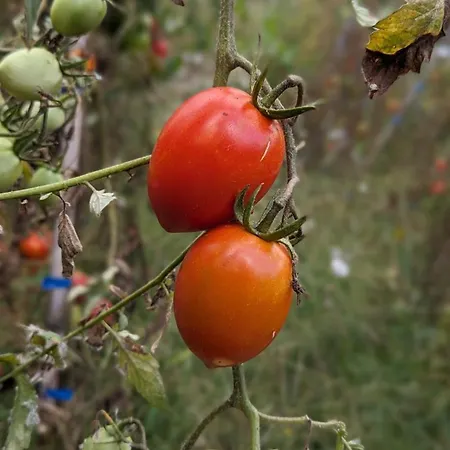 Peq Agri-resort Tovo Farm stay *